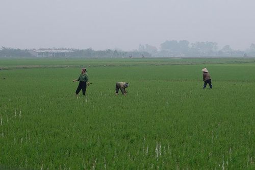 Tập trung chăm sóc cây trồng vụ xuân