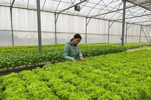 Tưới nhỏ giọt thích ứng với biến đổi khí hậu