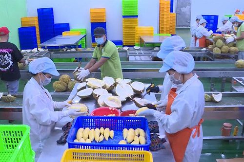 Nâng giá trị cho nông sản bằng xuất khẩu, chế biến sâu