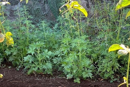 Ia Grai: Phát hiện 2 hộ dân trồng 51 cây thuốc phiện