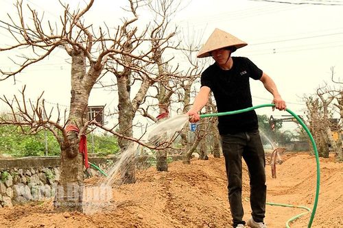 Dịch vụ chăm sóc cây cảnh sau Tết 'hút khách'