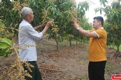 Kỳ vọng mùa xoài bội thu