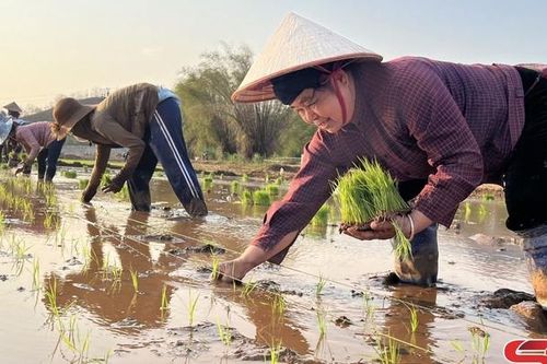 Yên Châu hối hả gieo cấy lúa xuân