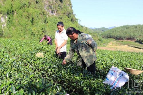 Cây giảm nghèo ở Khe Mong