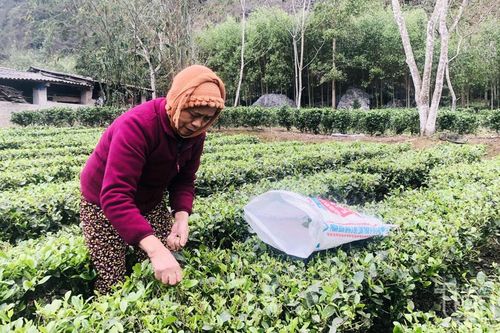 Võ Nhai phấn đấu trồng mới, trồng lại 15ha chè