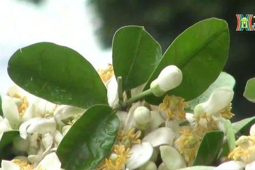 Hà Nội vào mùa hoa bưởi