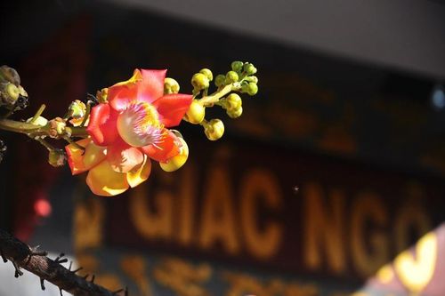 Miên trường hoa nở