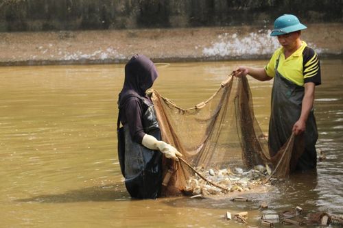 Phấn đấu cung ứng trên 600.000 con cá giống các loại