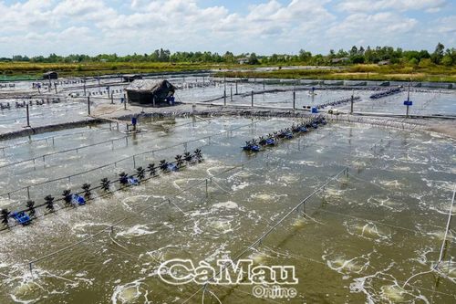 Tháo gỡ khó khăn trong mời gọi đầu tư nuôi tôm siêu thâm canh
