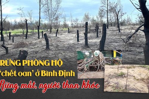 Rừng phòng hộ 'chết oan' ở Bình Định: Rừng mất, người than khóc