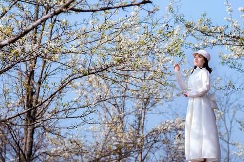 Sắp tới, nhiều người sẽ được chiêm ngưỡng sắc trắng tinh khôi của tuyến đường hoa lê dài nhất Việt Nam