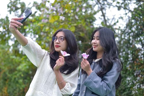 Thất vọng khi 'sống ảo' với hoa ban ở Hà Nội