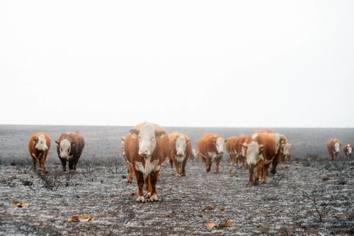 Thảm họa cháy rừng lớn nhất trong lịch sử bang Texas