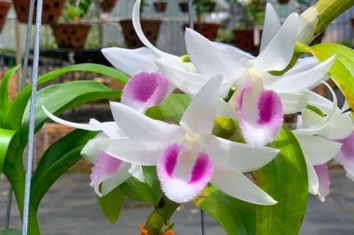 Cảnh giác với những cơn sốt 'đột biến'