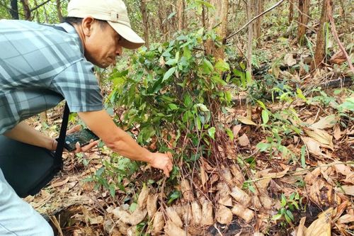 Quảng Nam đề nghị kiểm tra, xử lý bấp cập liên quan đến dự án trồng rừng