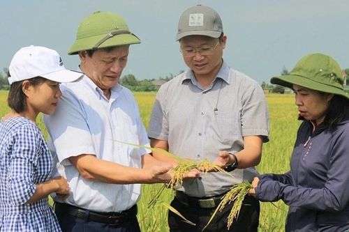 Nâng cao giá trị hạt gạo nhờ trồng lúa theo hướng hữu cơ