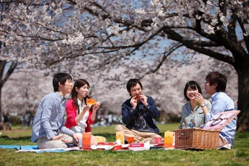Những ý niệm dưới tán hoa mỏng manh tô thắm Nhật Bản