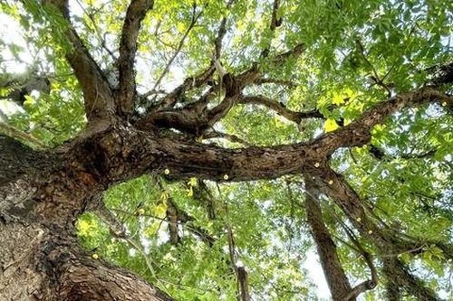 Tận thấy cây Trôm 150 năm tuổi đẹp như tranh được công nhận di sản Việt Nam