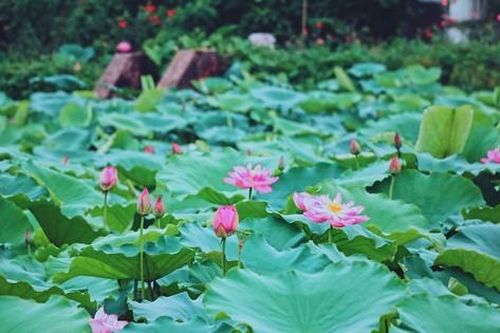 Thí điểm trồng sen Hồ Tây tại 4 hồ