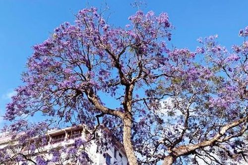 Vẻ đẹp xao xuyến của phượng tím giữa thành phố hoa Đà Lạt