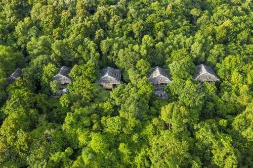 Xu hướng du lịch về rừng