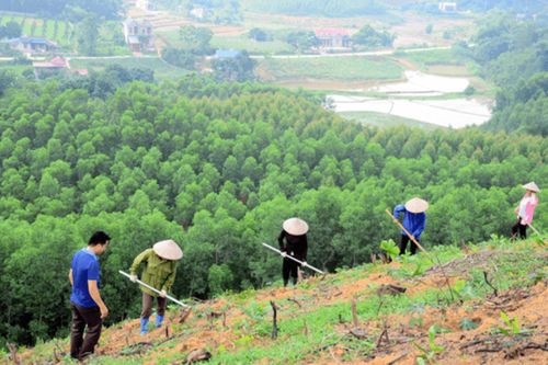 Người trồng rừng sẽ có thu nhập gấp 1,5 lần vào năm 2030
