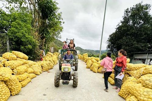 Khoai tây 'liên kết' bén đất rẻo cao Tương Dương