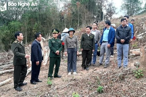 Phó Chủ tịch UBND tỉnh Nguyễn Văn Đệ kiểm tra hiện trường vụ phá rừng ở xã Mai Sơn (Tương Dương)