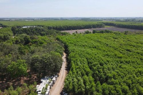 Đồng Nai chuyển đổi rừng sản xuất để xây Khu tái định cư Long Phước