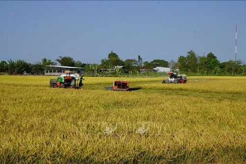 Lúa Đông Xuân đạt năng suất gần 7 tấn/ha