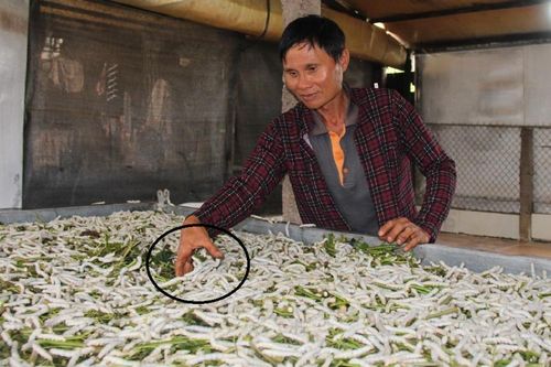 Anh nông dân nuôi con 'ăn no lại nằm', nào ngờ thu 1 tỷ đồng mỗi năm