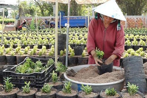 Nông dân Sa Đéc sản xuất cây kiểng công trình sau Tết