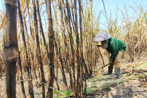 Kbang: Chủ động các biện pháp phòng-chống cháy mía