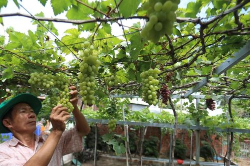 Trải nghiệm vườn nho trĩu quả của lão nông Nguyễn Huy Lịch