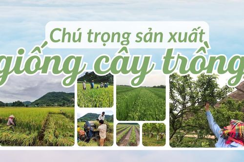 Chú trọng sản xuất giống cây trồng