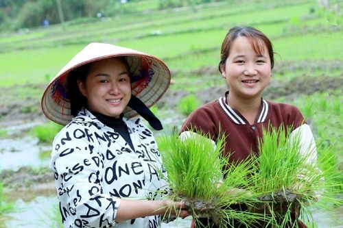 Rộn ràng mùa cấy lúa bên dòng Nậm Luông