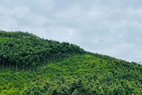 Tỷ lệ che phủ rừng toàn tỉnh đạt 58,5%