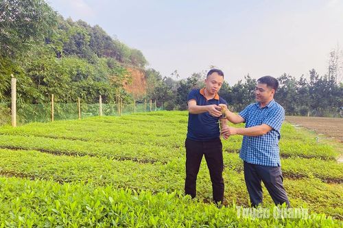 Người nhân lên những cánh rừng