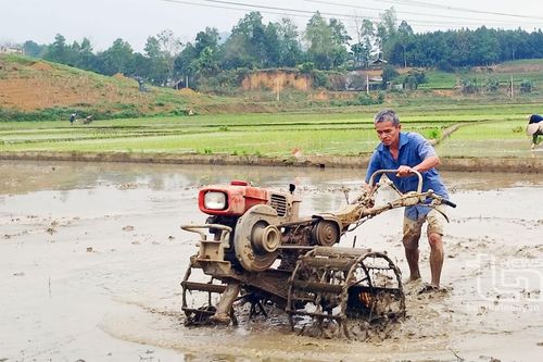 Định Hóa: Hoàn thành 98% diện tích cây trồng vụ Xuân