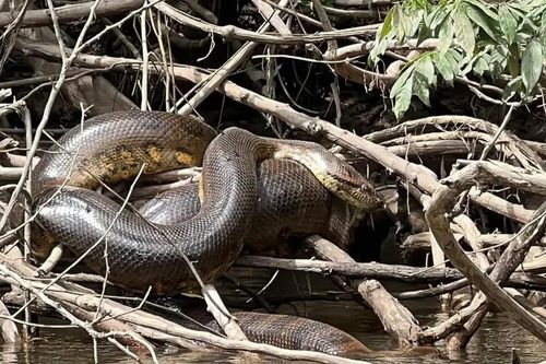 Phát hiện loài trăn khổng lồ Anaconda mới tại Amazon