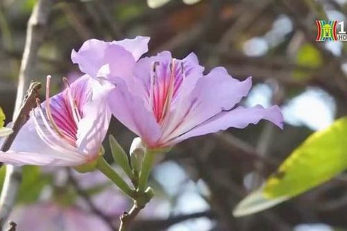 Hoa ban nở rực rỡ giữa lòng Thủ đô