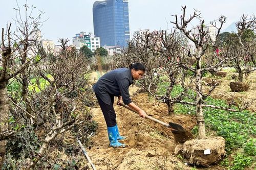 Nông dân thu gom tái sinh đào sau Tết