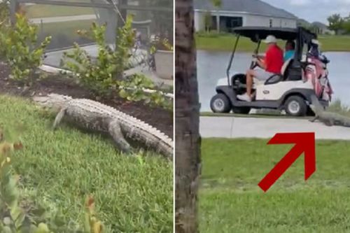 Khoảnh khắc thót tim cá sấu tấn công cặp đôi đi xe golf