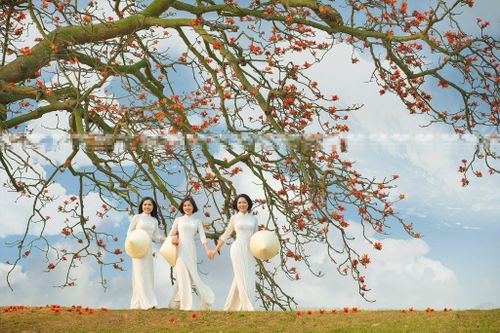 Bỏ tiền triệu săn tour chụp ảnh hoa gạo