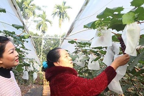 Người Phù Lưu năng động phát triển kinh tế