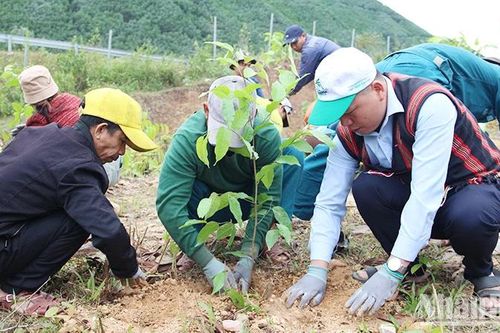 Trồng 500 cây gỗ lớn cùng người Cơ Tu 'Mang rừng về nguyên bản'