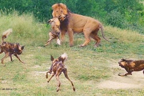 Màn ra đòn chớp nhoáng, sư tử hạ sát chó hoang trong nháy mắt