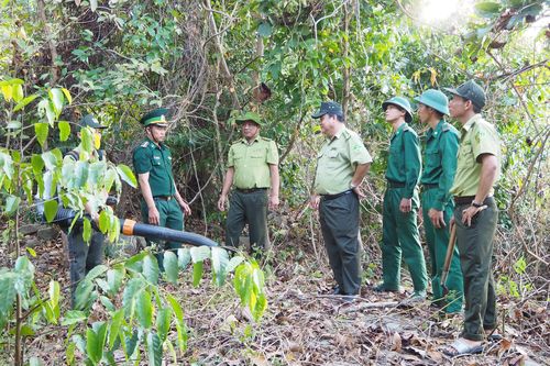 Cà Mau: Rừng tràm 'khát nước'