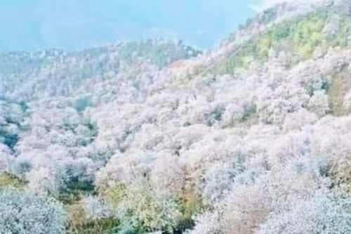 Sắp diễn ra ngày hội hoa Sơn Tra ở miền quê 'cổ tích'