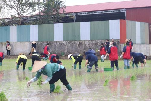 Thầy trò xuống đồng cấy lúa, làm đất trồng rau